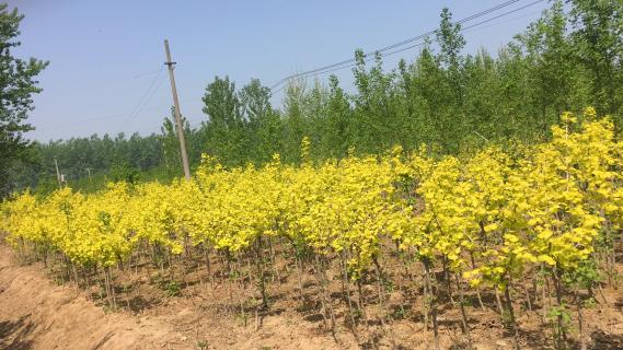 明光市市委书记被天辰娱乐企业文化深深感动 | 深入沟通合作空间广阔